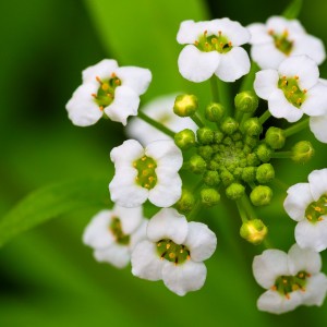 IMG_5577novýmeg_filtered