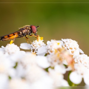 _MG_5339_filtered