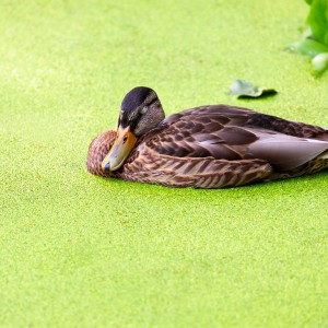 Green siesta