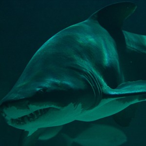 London, Aquarium