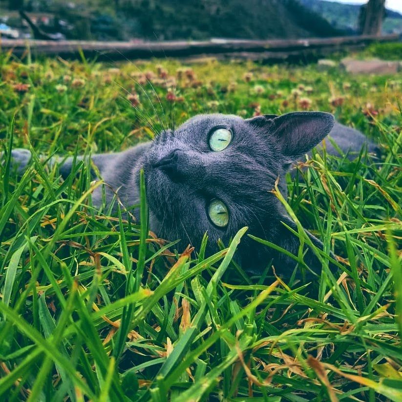 inbound1036926806613491699