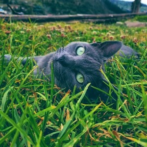 inbound1036926806613491699