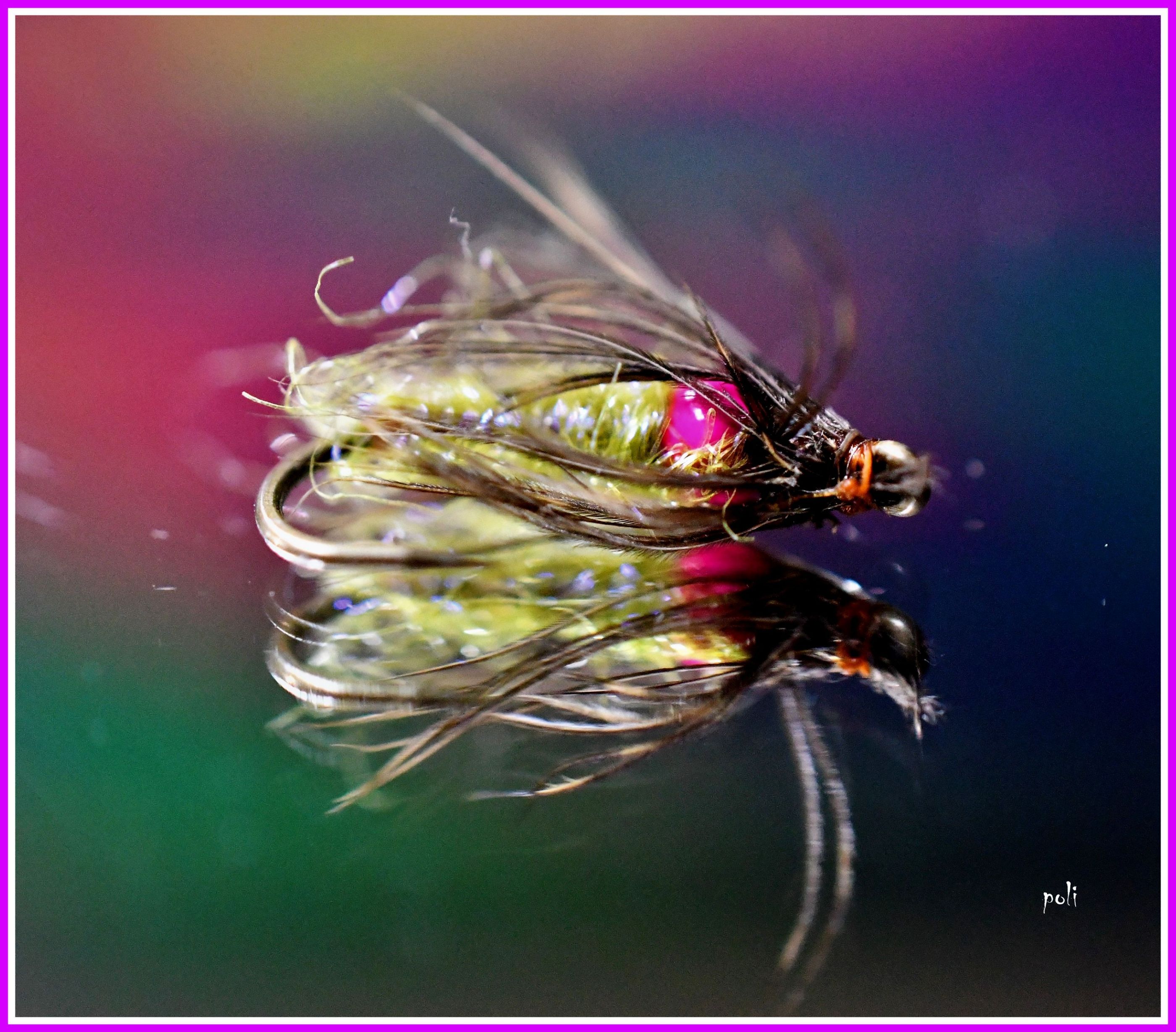 mosca