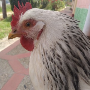 Foto de gallina campesina