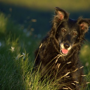 Nera with daffodils