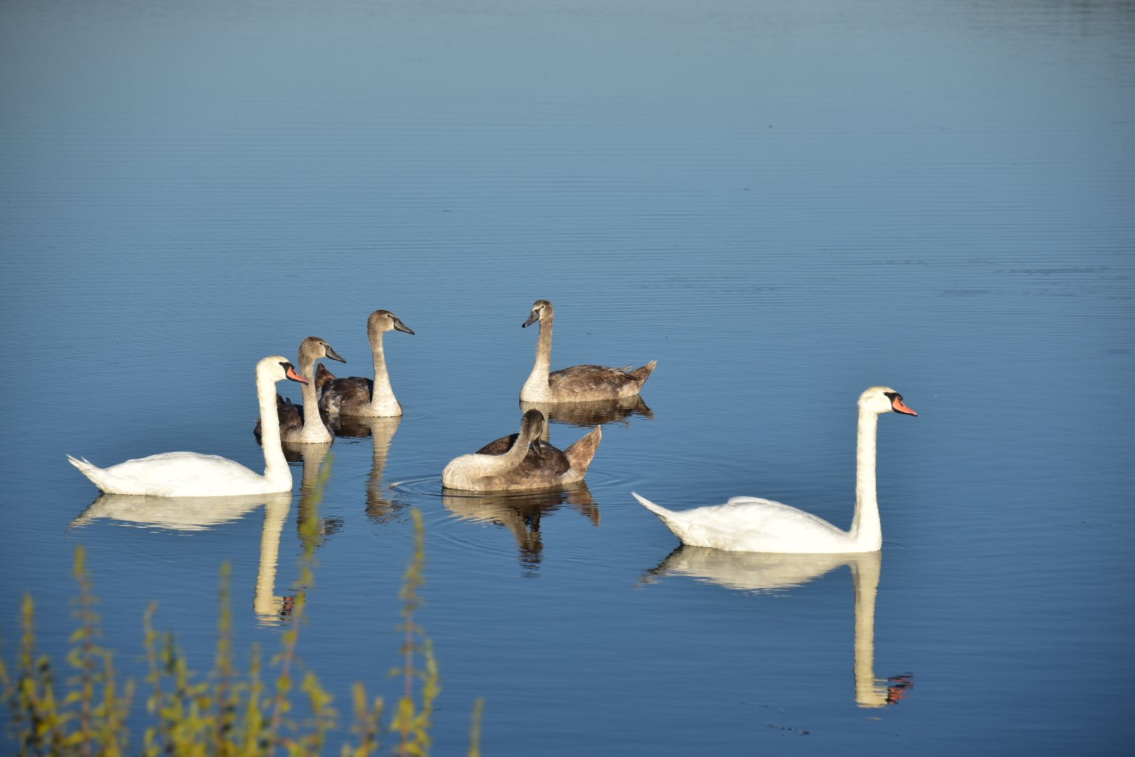 Family of swans
