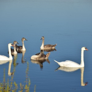 Family of swans