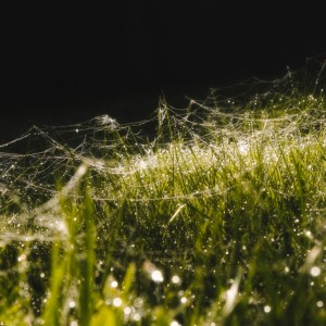 Spiderweb with water drops