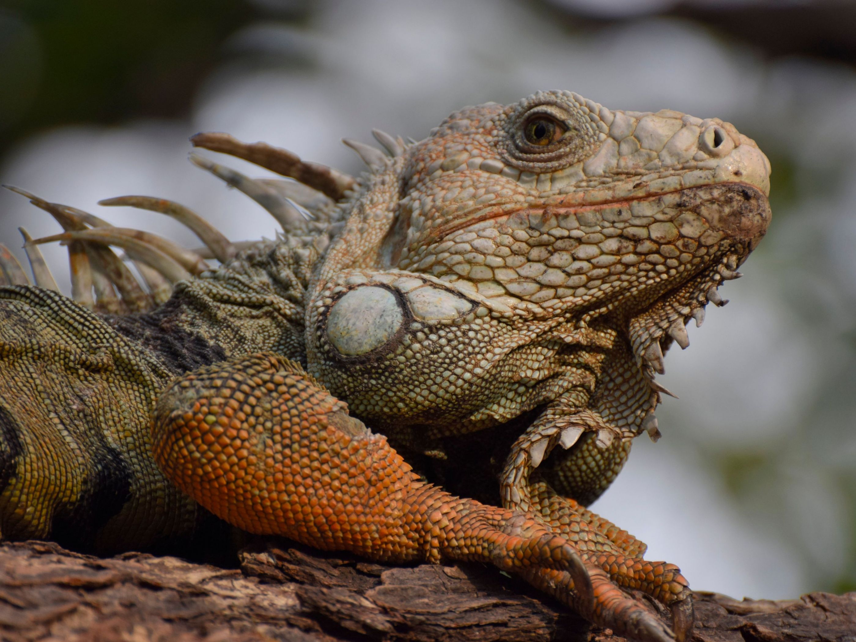 Punk Iguana