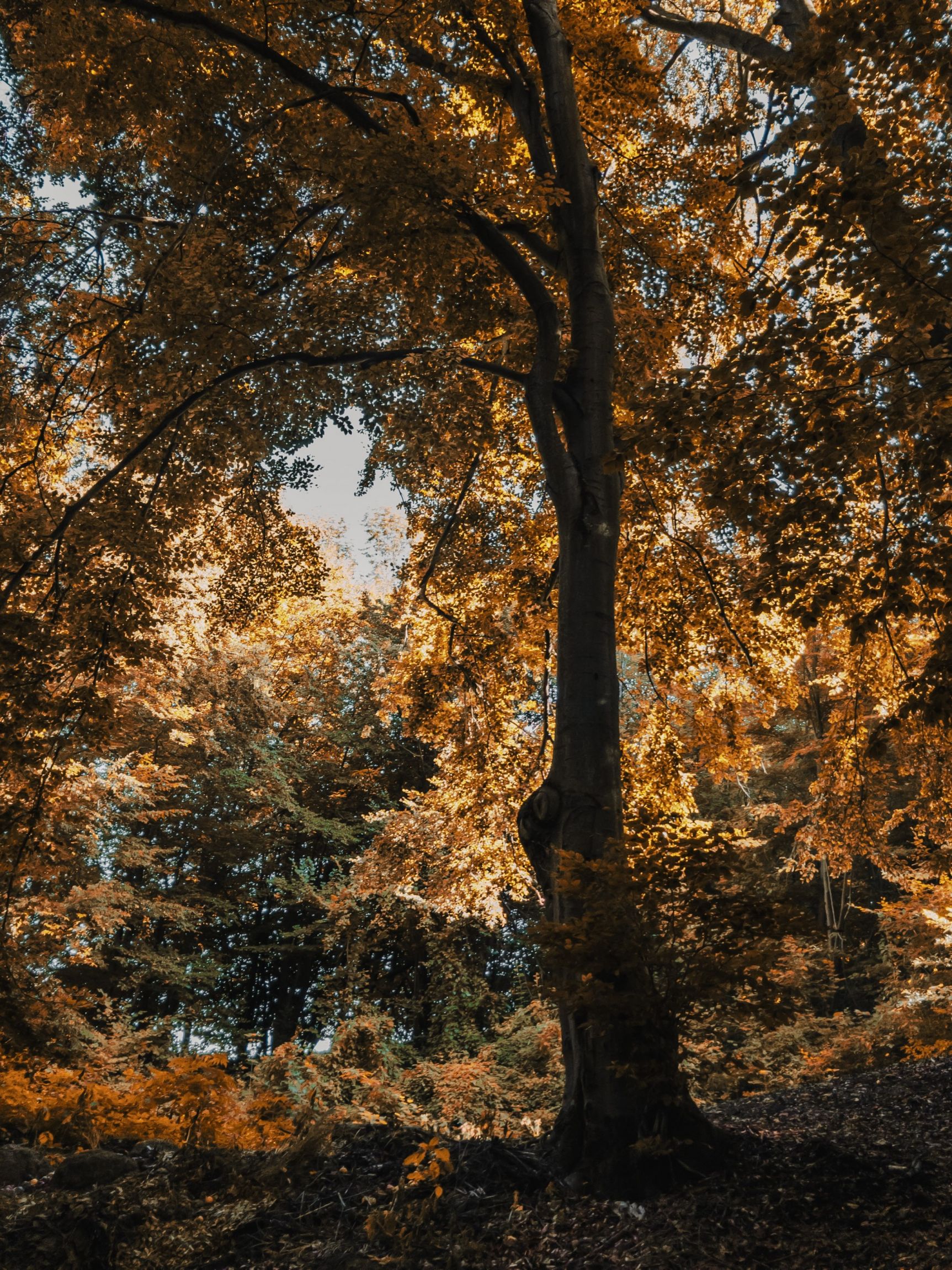 4A1C300F-F072-4399-ADB2-7FCB9B820D1E