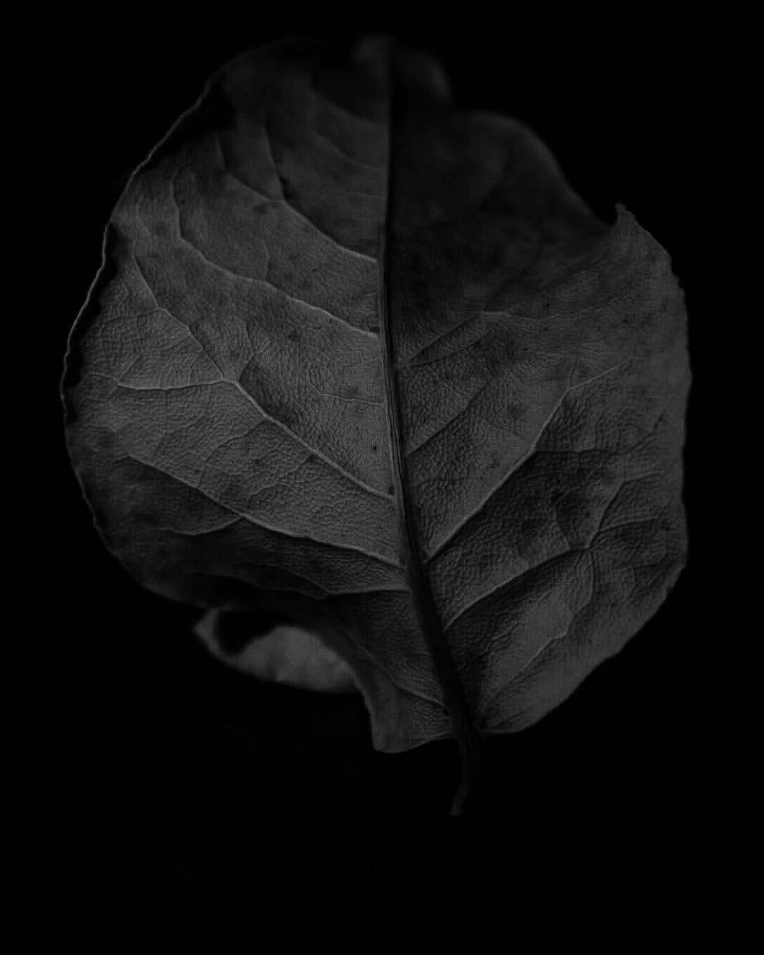 inbound2907450098594706523