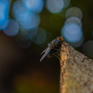 Insectos