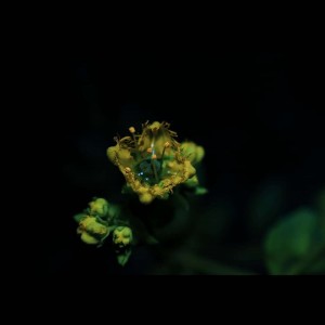 Plantas: flor de Ruda