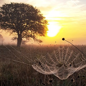 Spider sunrise