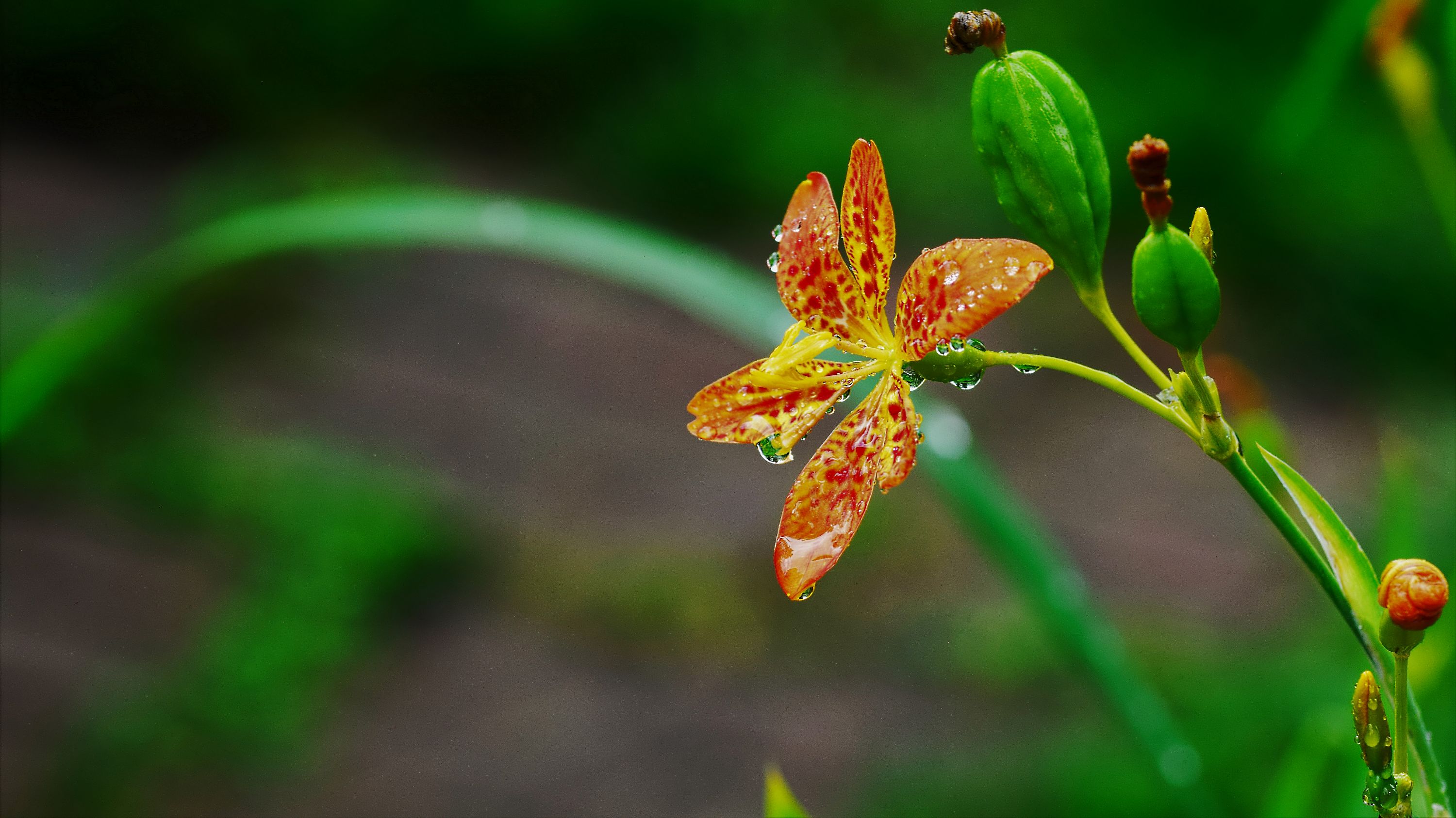 Iris domestica