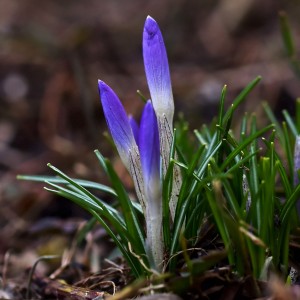 krokusy