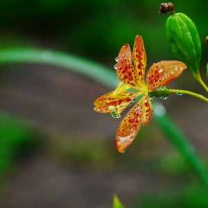 Iris domestica