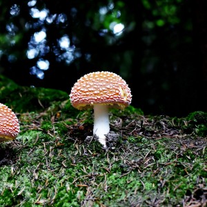 les