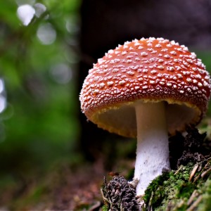 muchomůrka červená