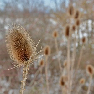 JHK_2758