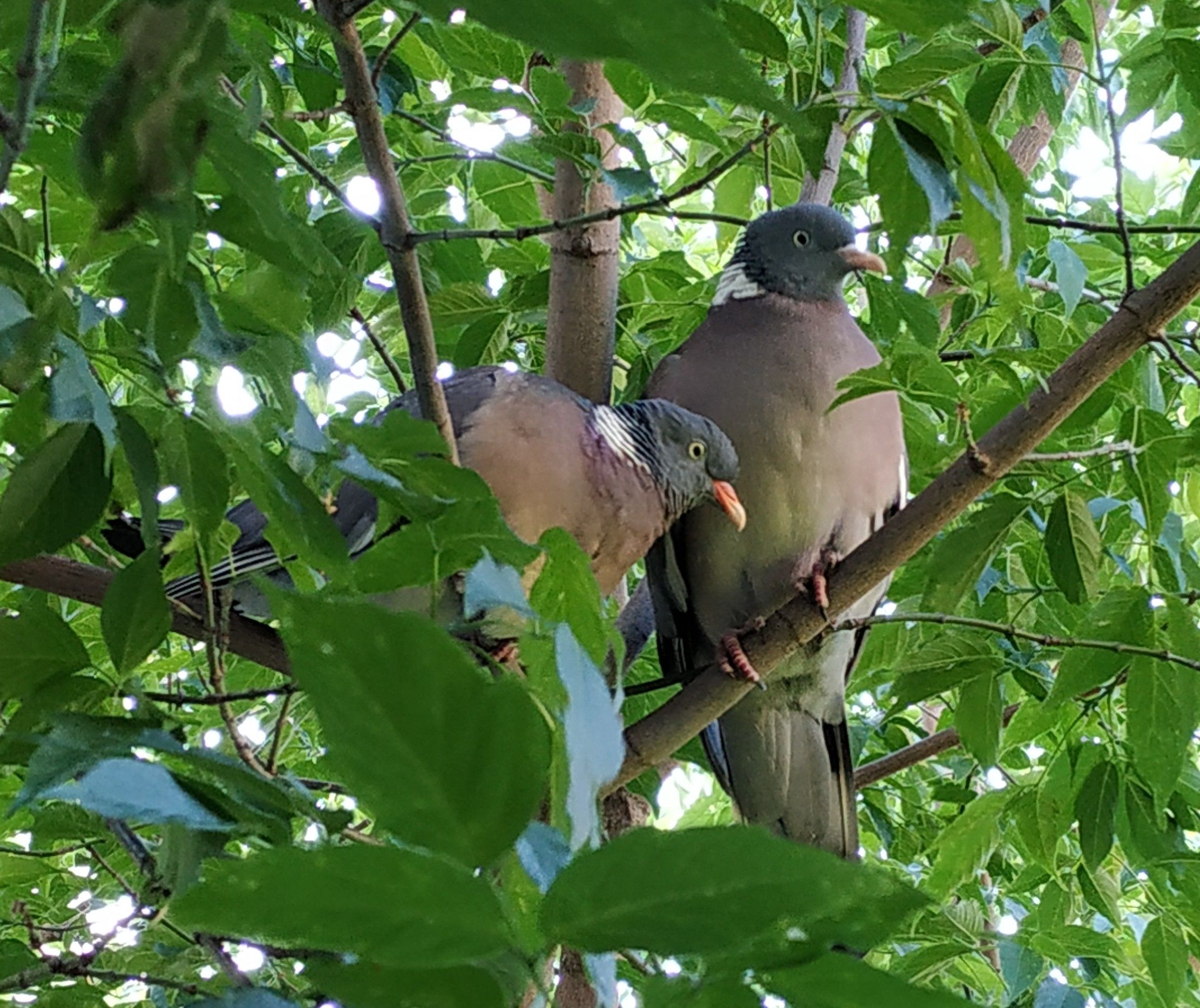 inbound259942429744353751