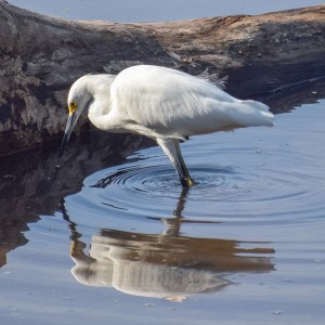 Garza blanca