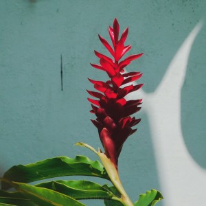Red ginger