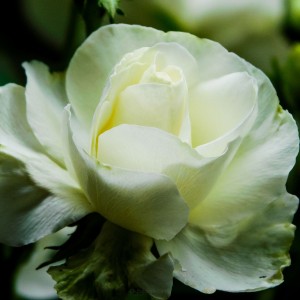 White Rose