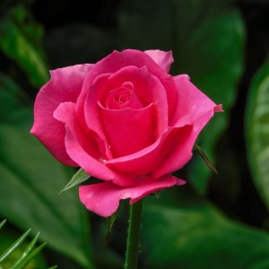 Fucsia Rose
