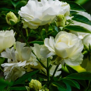 White Rose