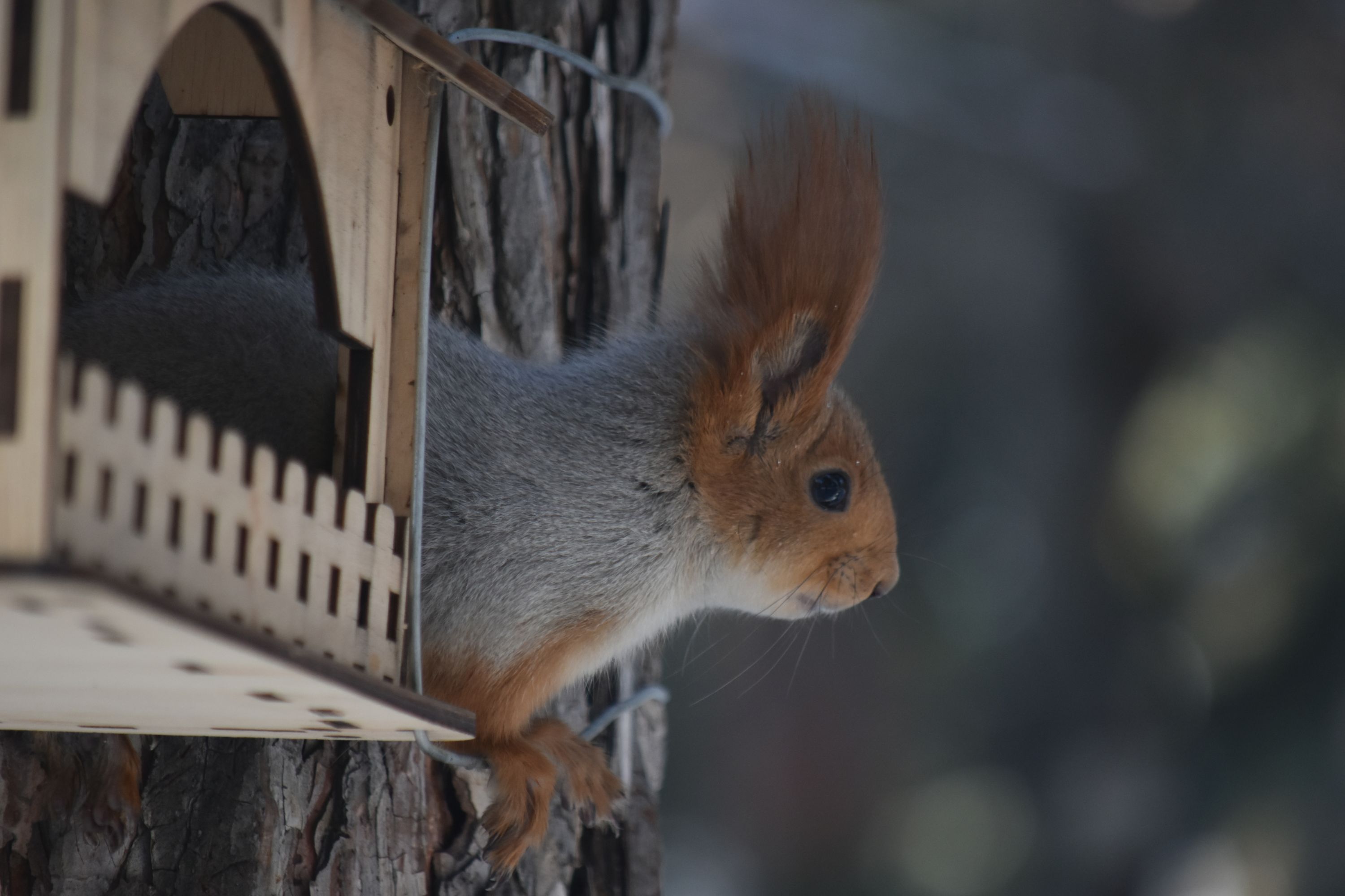 Белка в домике