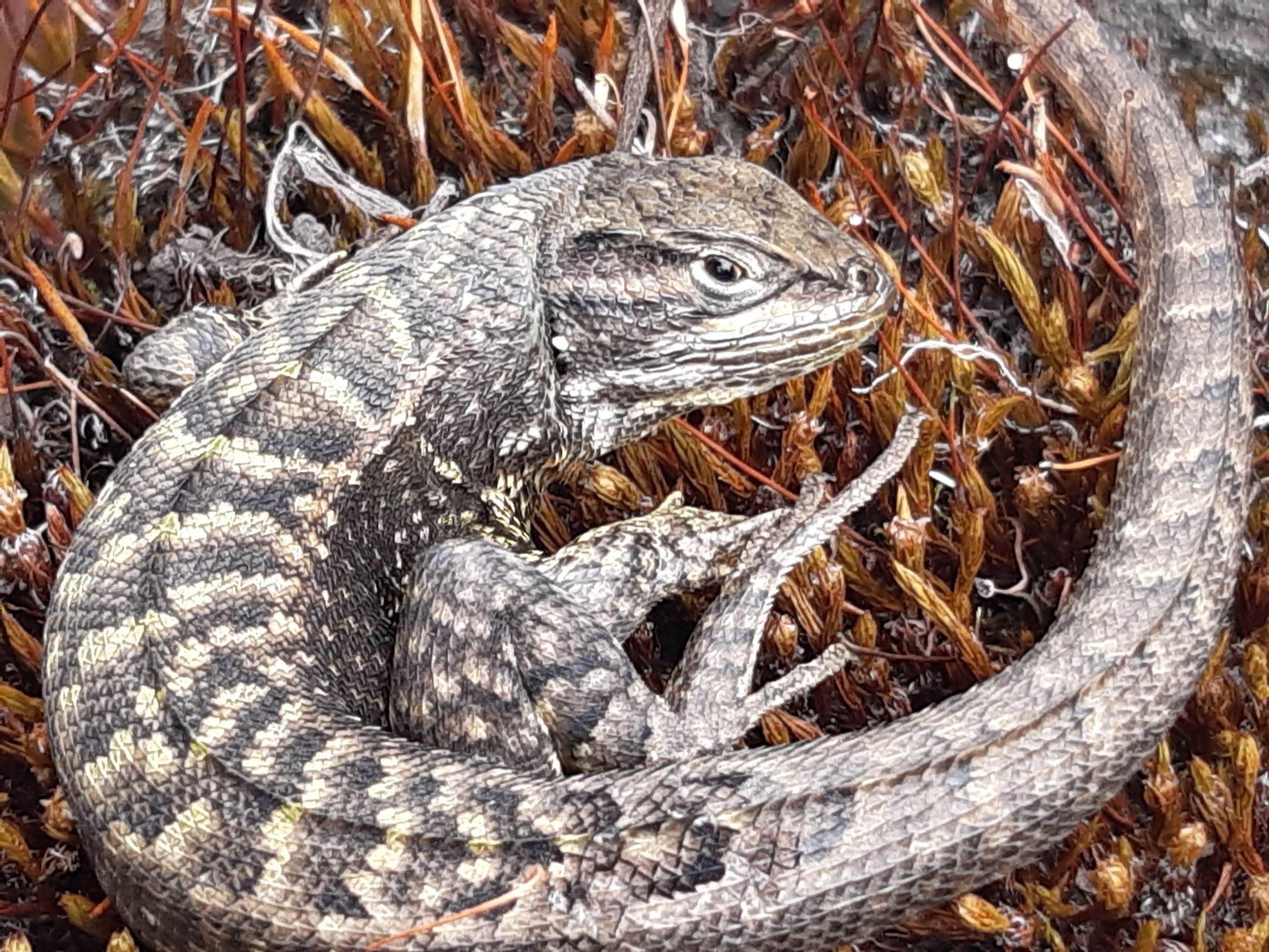 Stenocercus guentheri