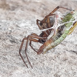 Cadena Trófica