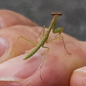 Mini Mantis