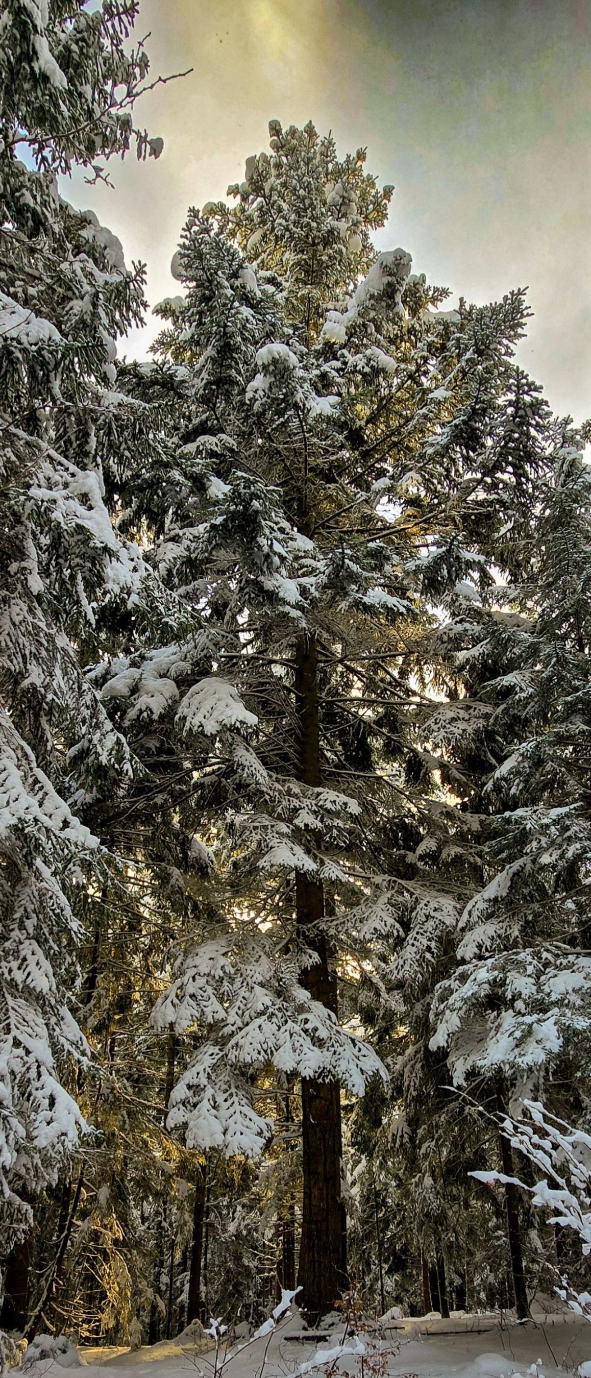 inbound1305893218141464644