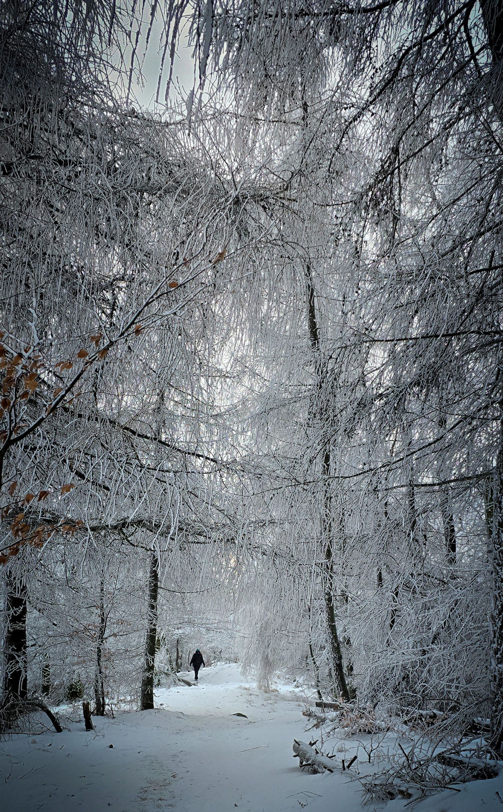 inbound8231492110995143414