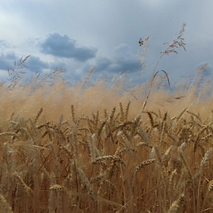 inbound5322846831865216735