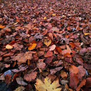 inbound5022373076620966865