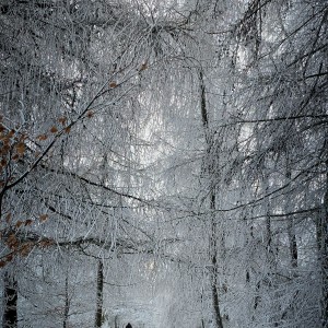 inbound8231492110995143414