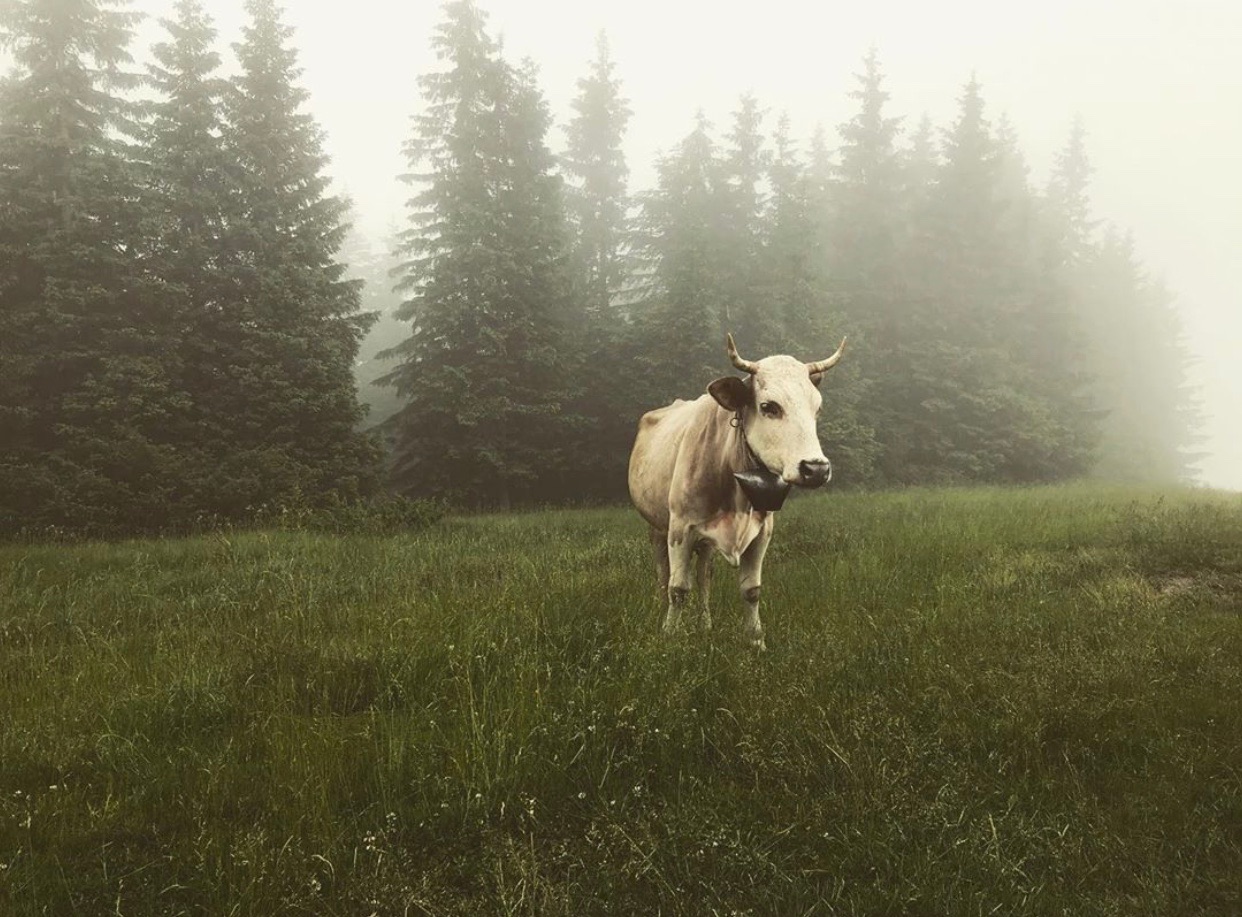 954A353D-3E29-4ADE-8140-952CFC023BE1