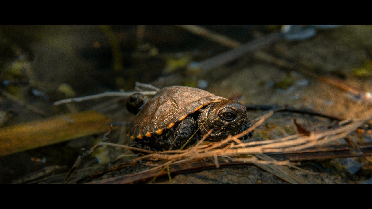 inbound2247509450258399779