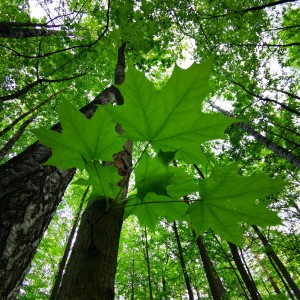 inbound3726365878657380074