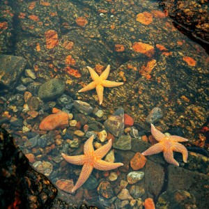 inbound8033144663841799829