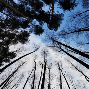 inbound3699350135870624748