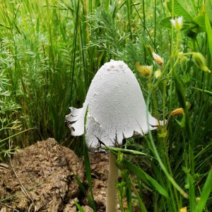 inbound6769884851571801807