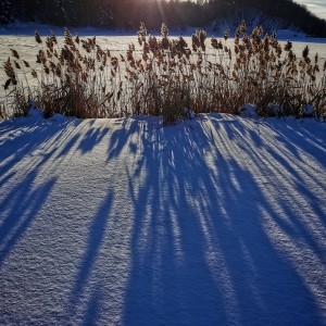 inbound8032192717069987465