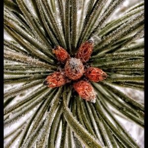 inbound5146510520954836542