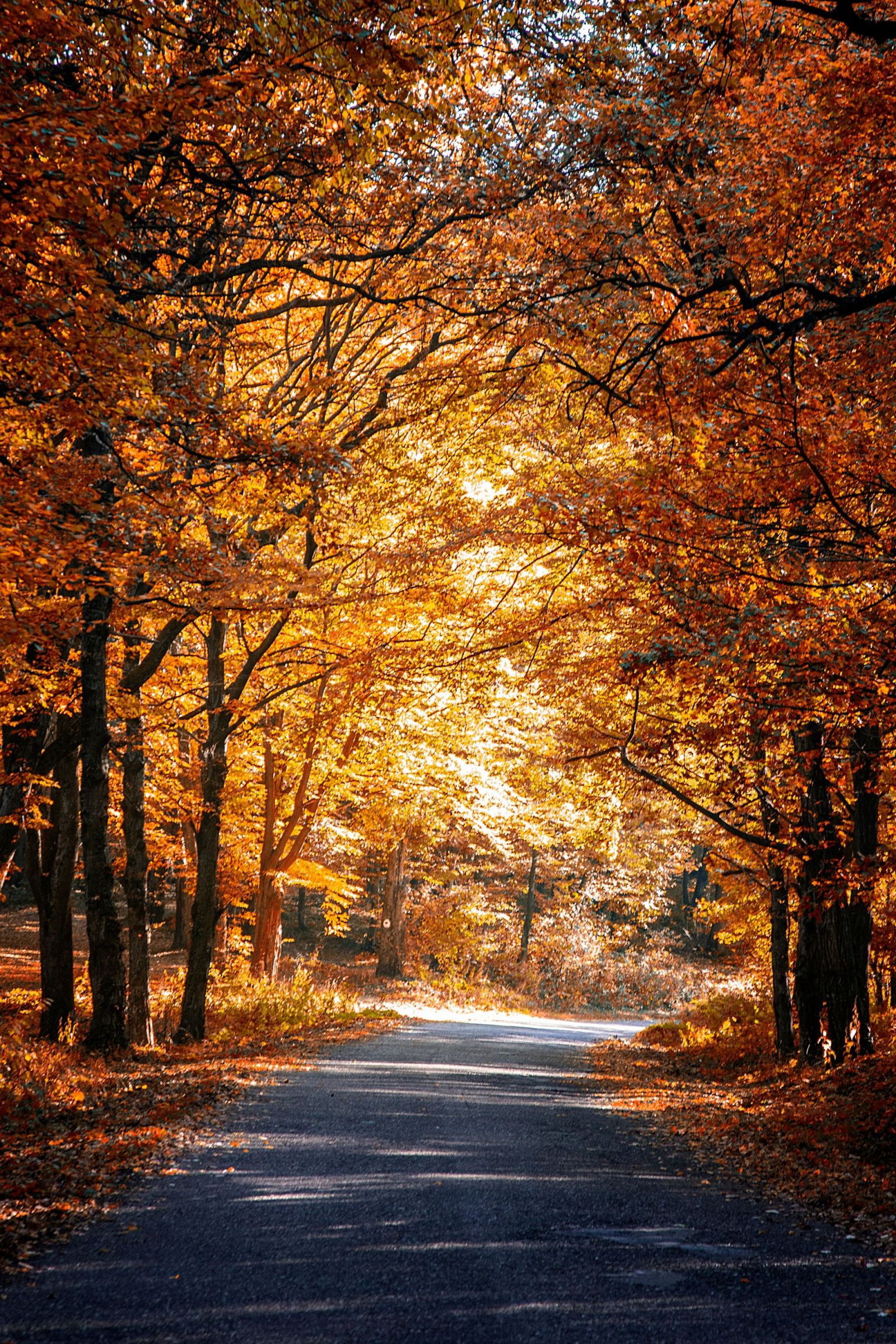 Through the fall colors