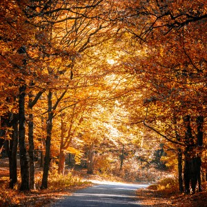 Through the fall colors