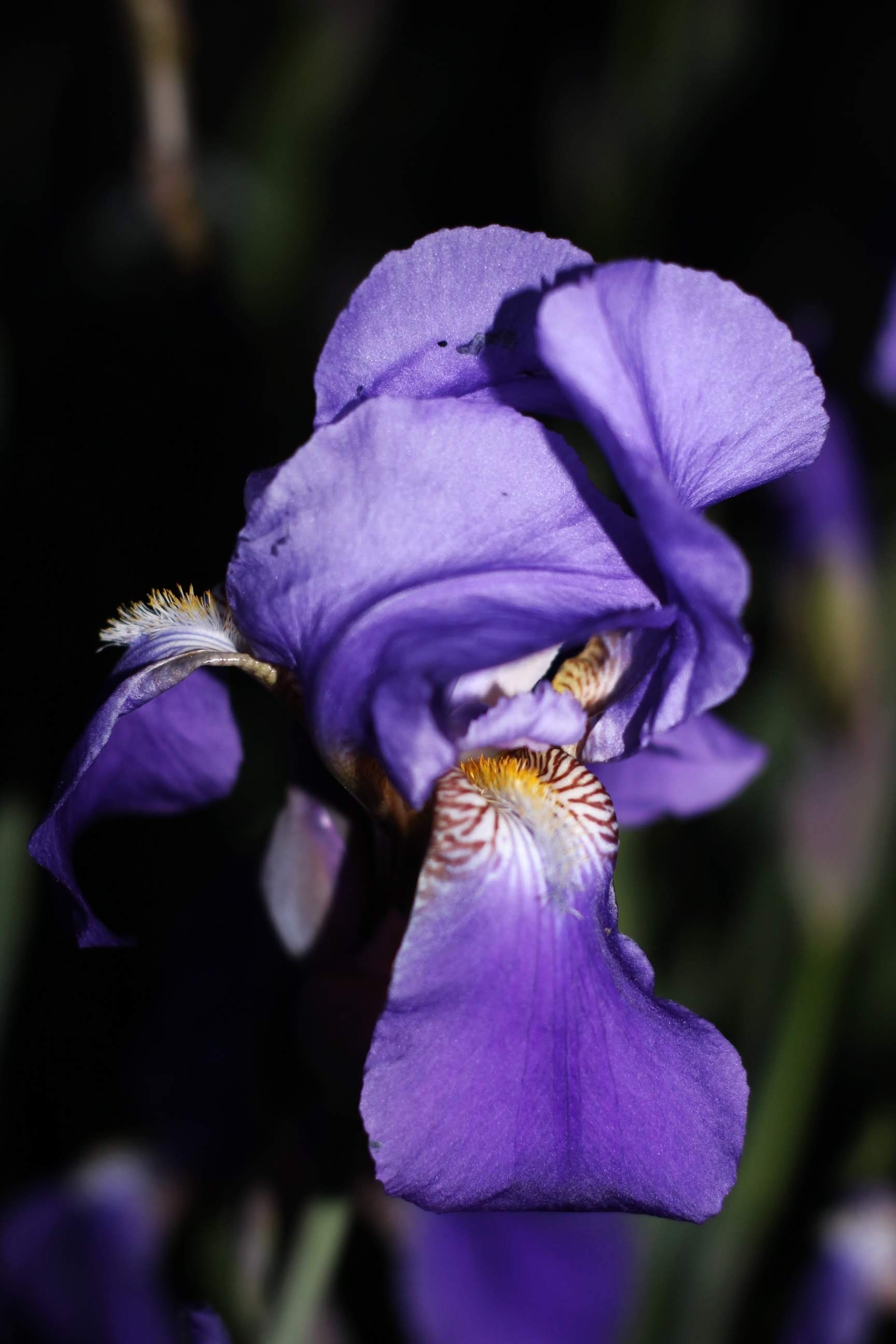 202005024544178653746266263_Original